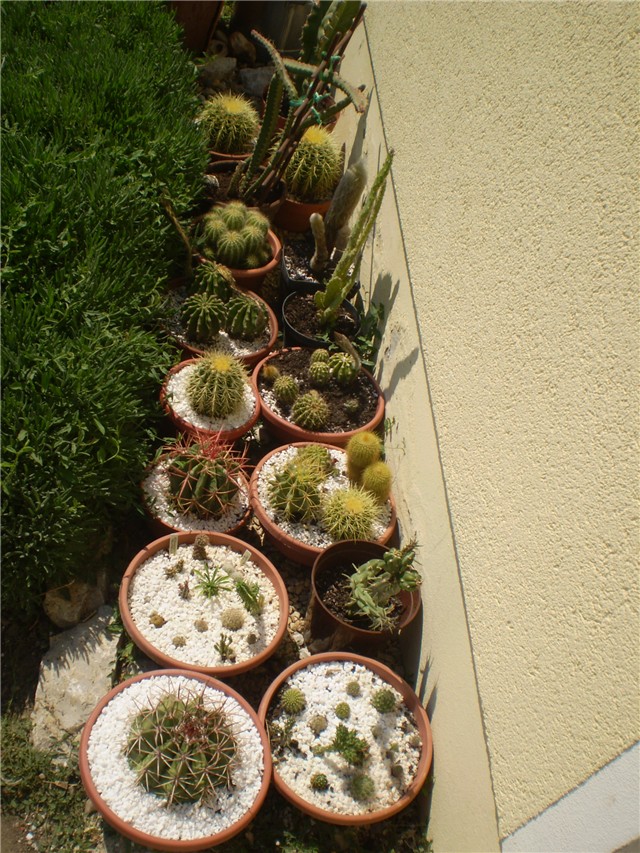 kaktus